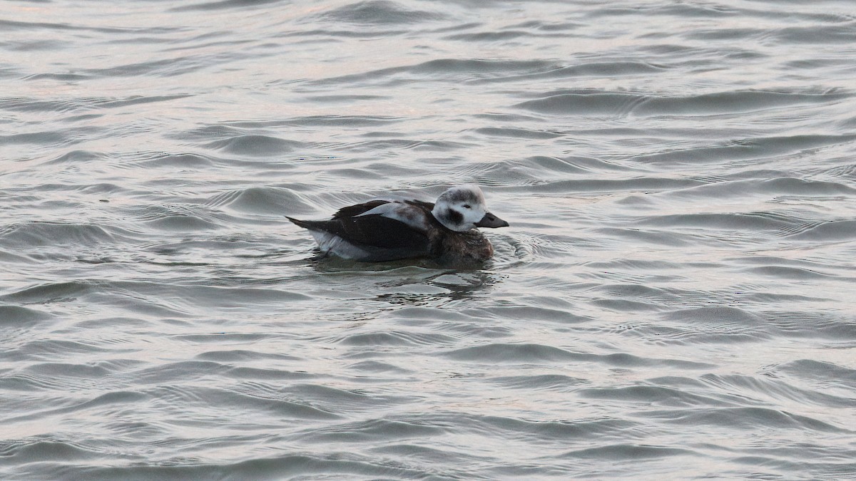 Long-tailed Duck - ML645725860