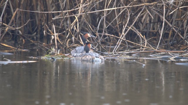 Grèbe huppé - ML645725861