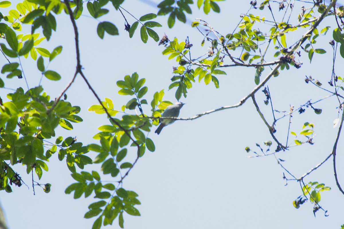 White-eared Conebill - ML645725863