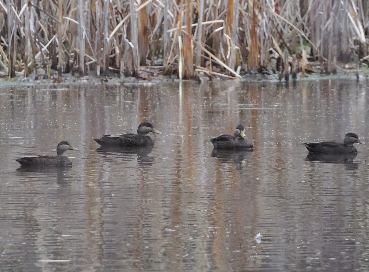 American Black Duck - ML645725864