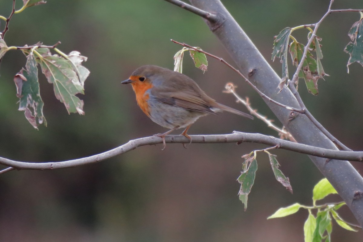 European Robin - ML645725866