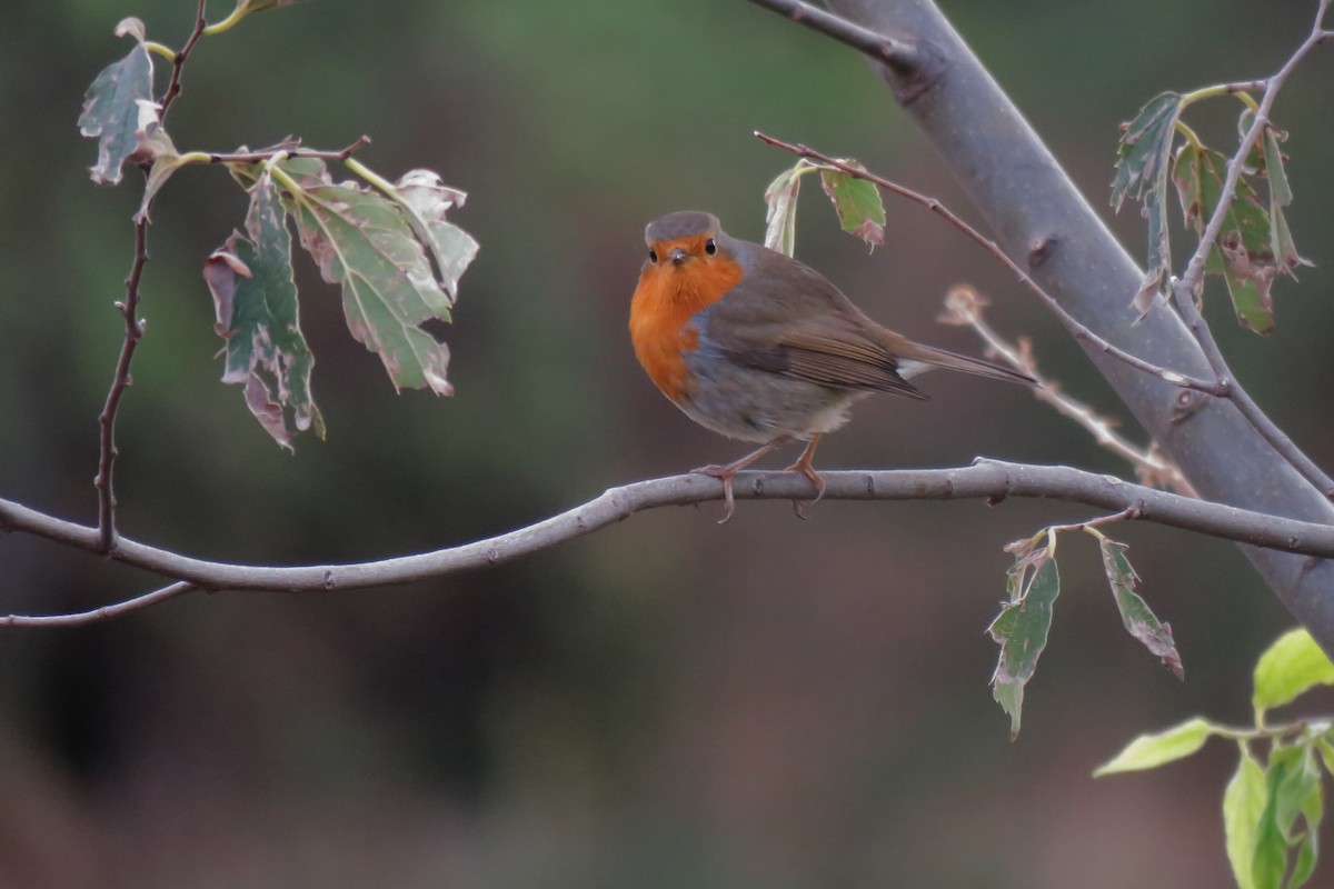 European Robin - ML645725867