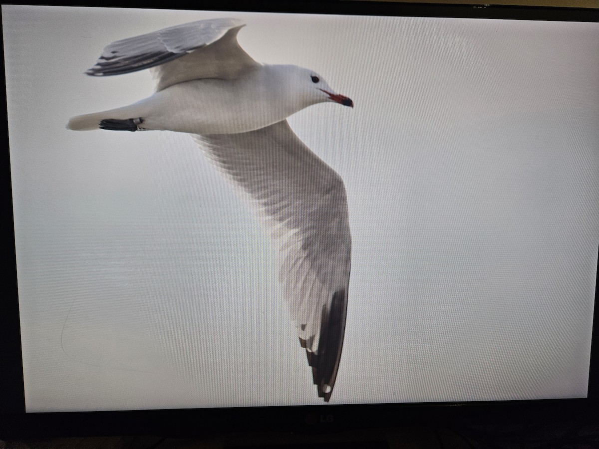 Audouin's Gull - ML645725868