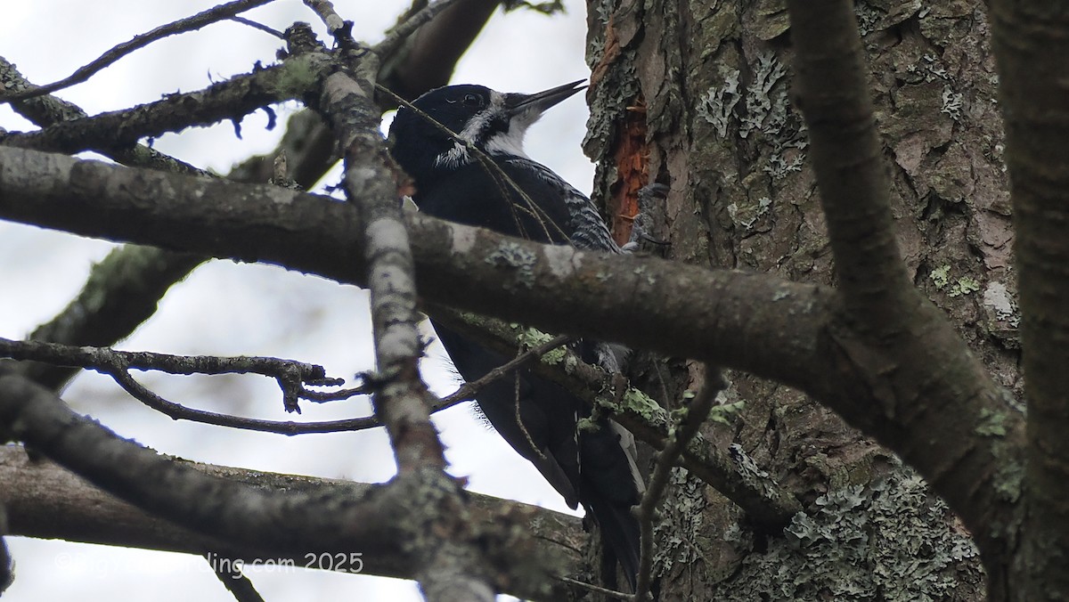 Pico Ártico - ML645725871