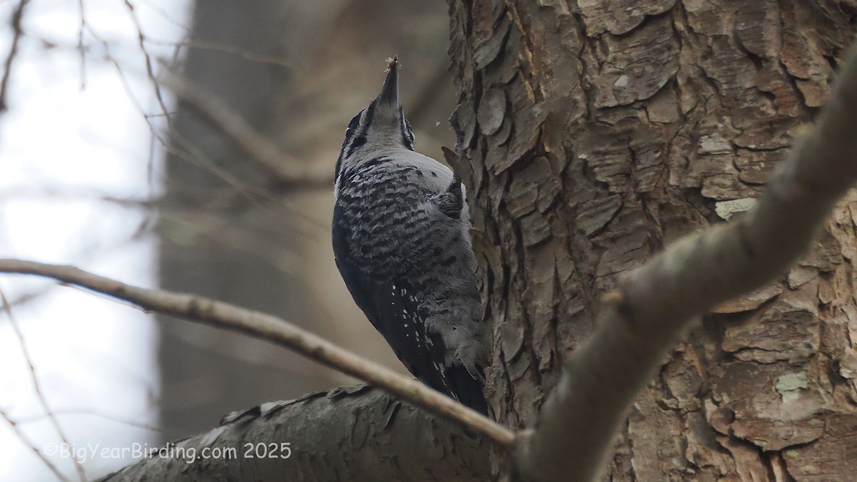 Pico Ártico - ML645725872