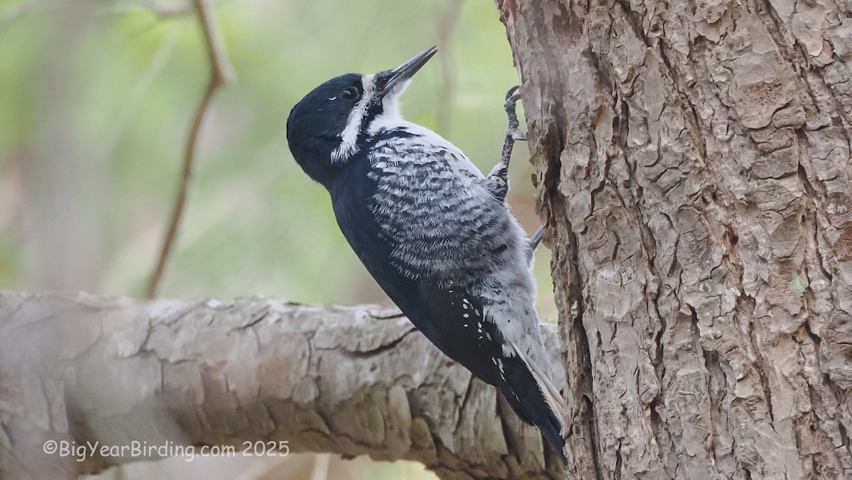 Pico Ártico - ML645725873