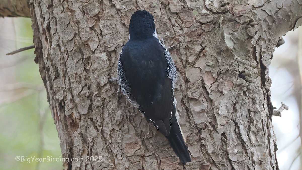 Pico Ártico - ML645725874