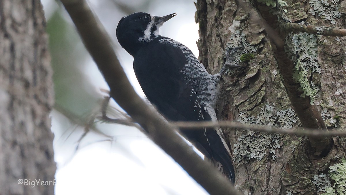 Pico Ártico - ML645725876