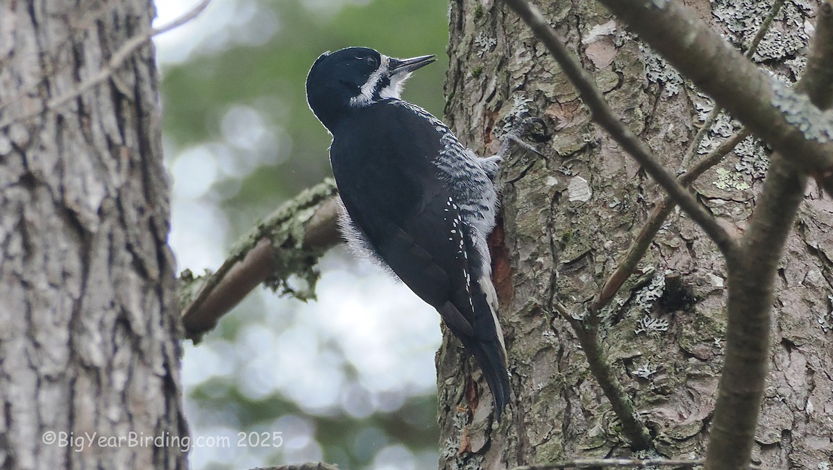 Pico Ártico - ML645725877