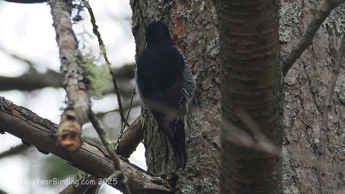 Pico Ártico - ML645725878