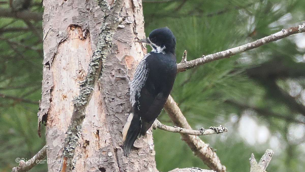 Pico Ártico - ML645725879