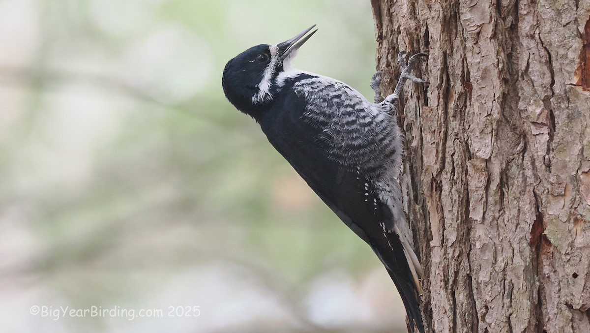 Pico Ártico - ML645725880