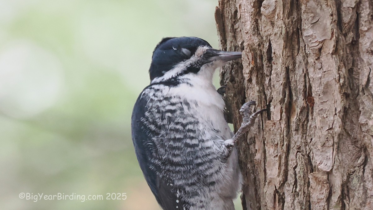 Pico Ártico - ML645725881