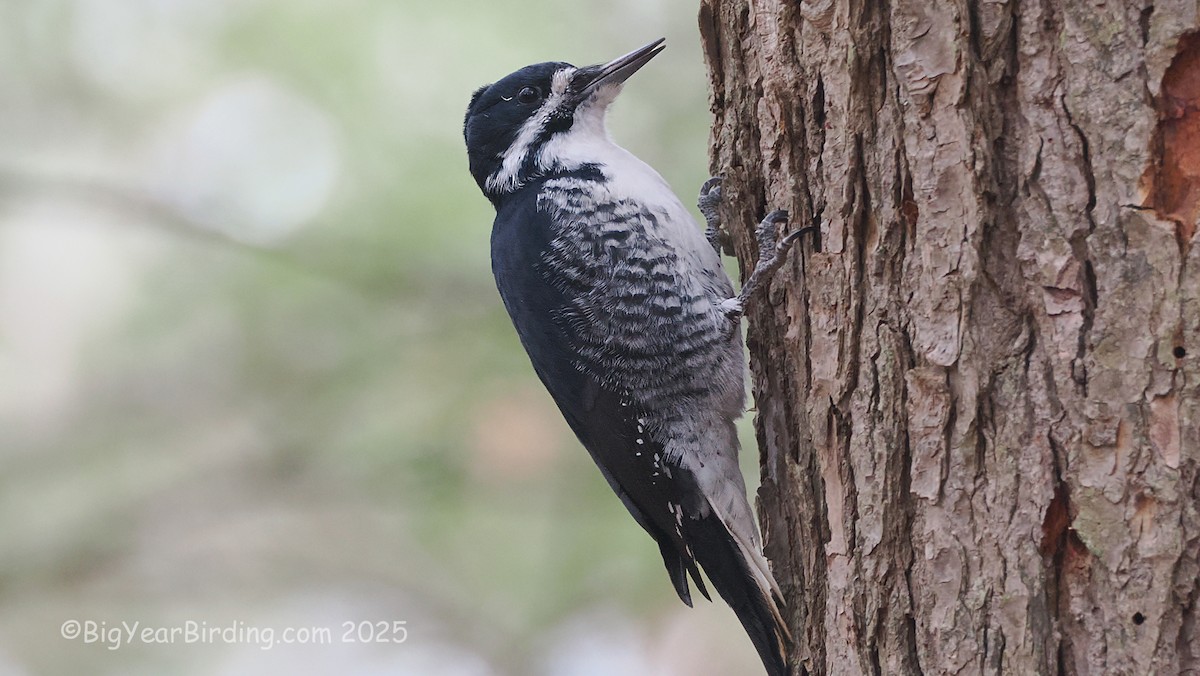 Pico Ártico - ML645725882
