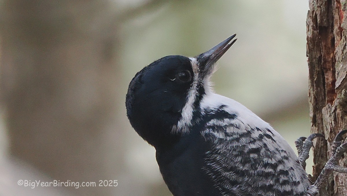 Pico Ártico - ML645725883