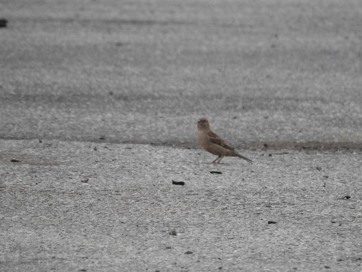 House Sparrow - ML645725884