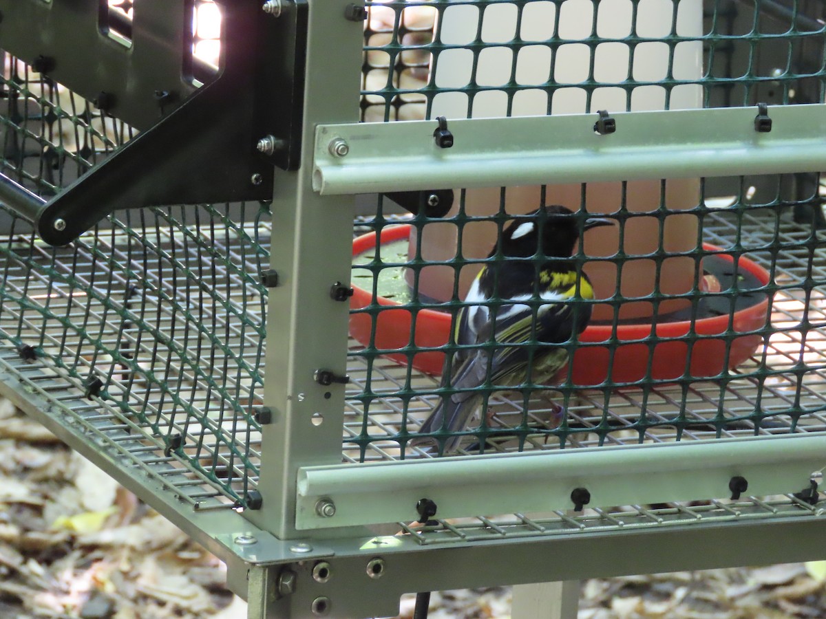 Stitchbird - ML645725885