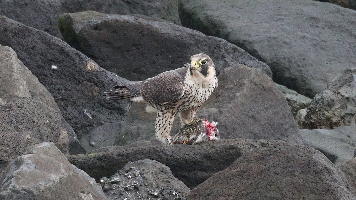 Peregrine Falcon - ML645725886