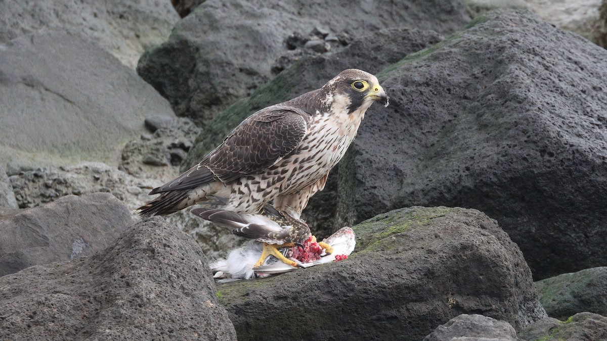 Peregrine Falcon - ML645725887