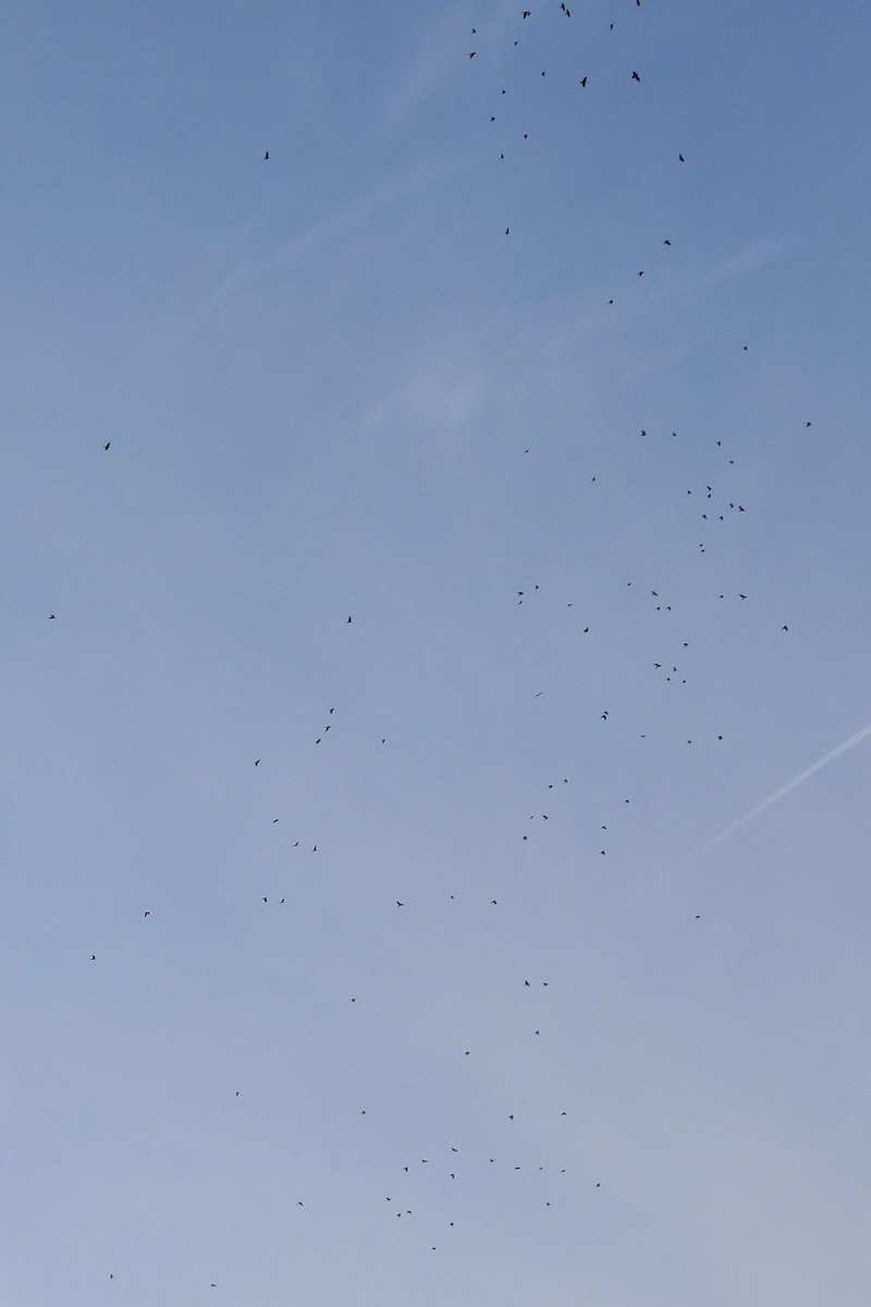 Eurasian Jackdaw - ML645725888