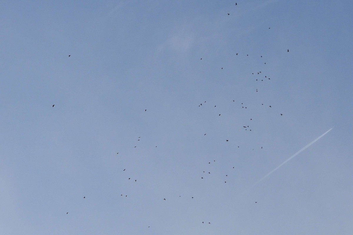 Eurasian Jackdaw - ML645725889