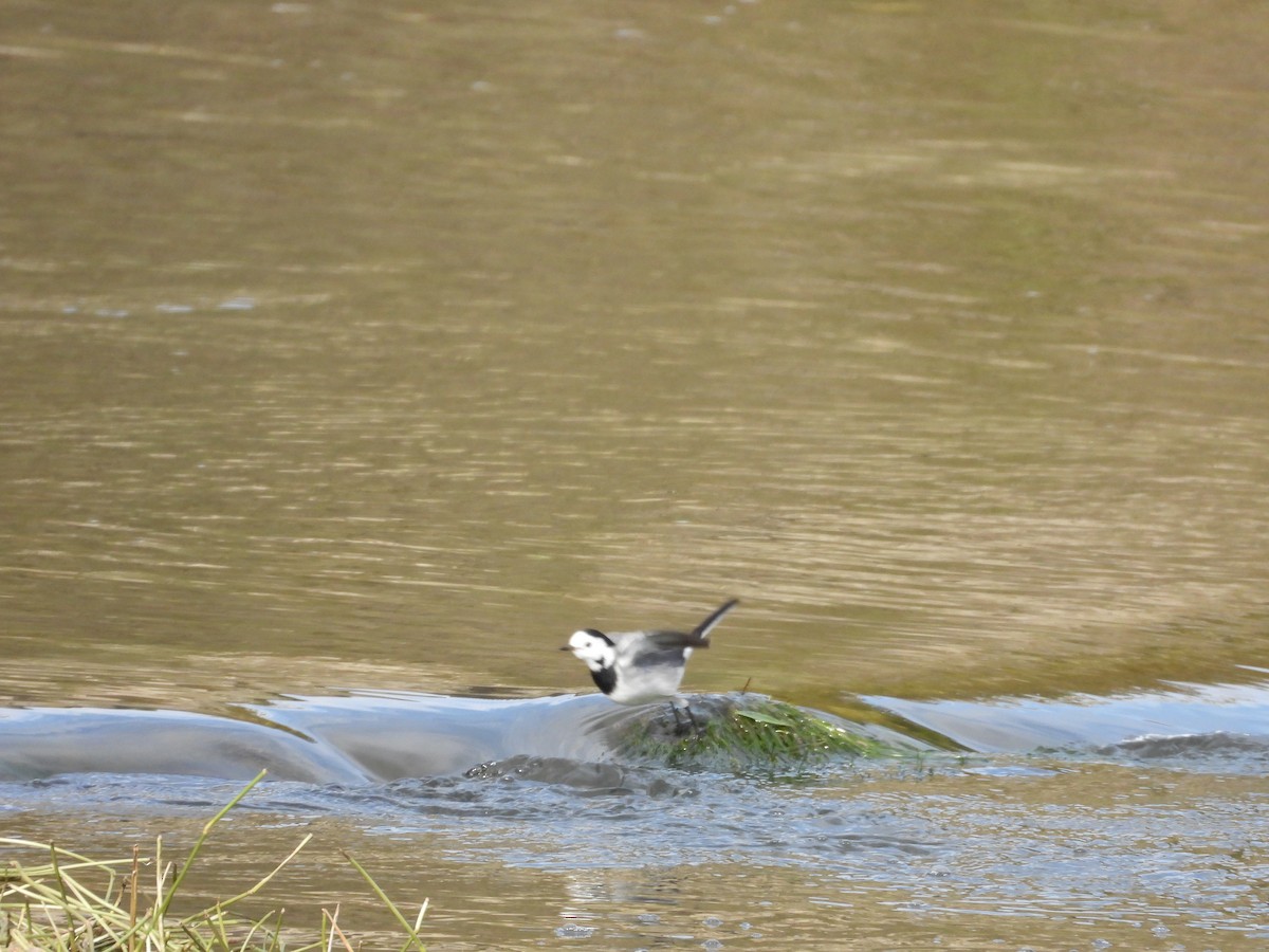 White Wagtail - ML645725890