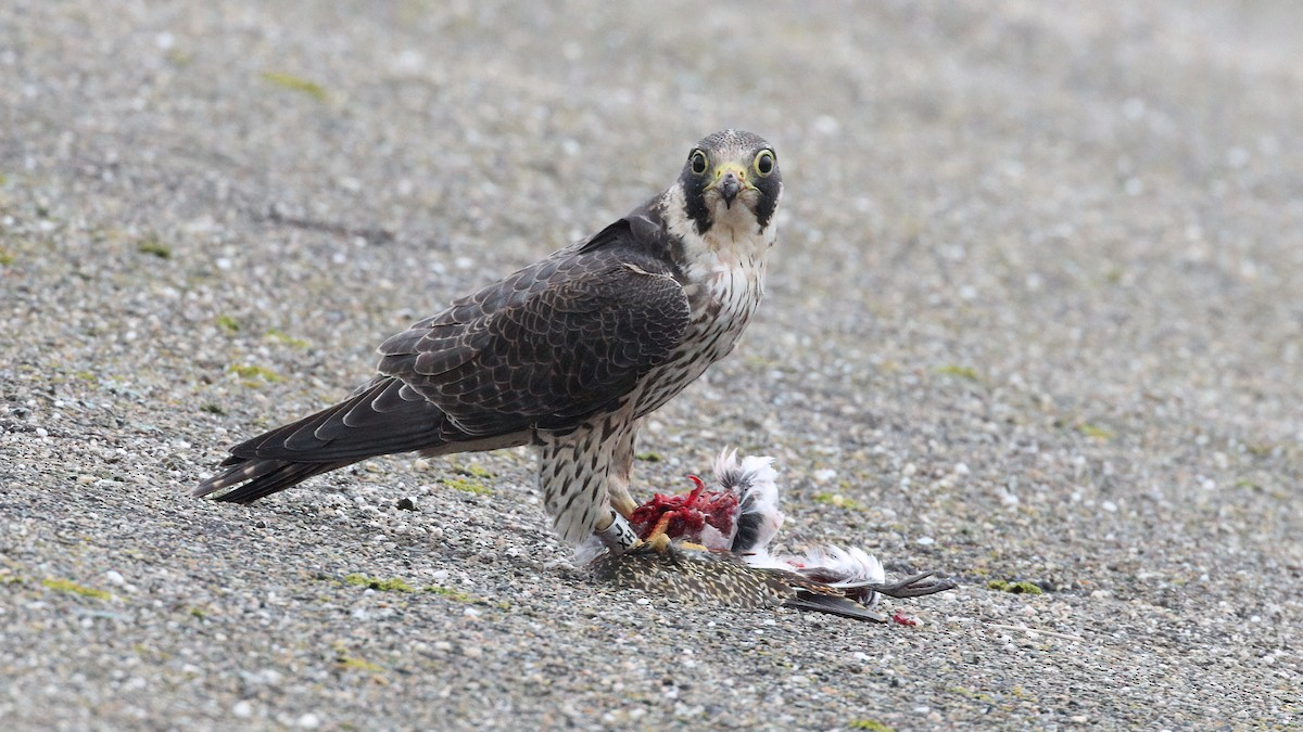 Peregrine Falcon - ML645725891