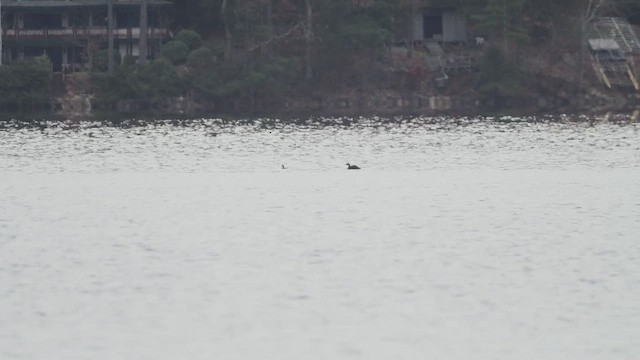 Пірникоза сірощока - ML645725892