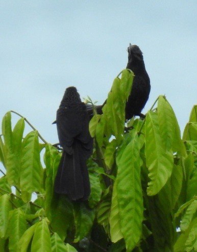 Smooth-billed Ani - ML645725893
