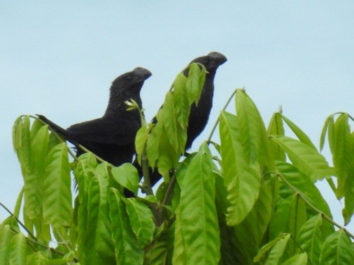 Smooth-billed Ani - ML645725894