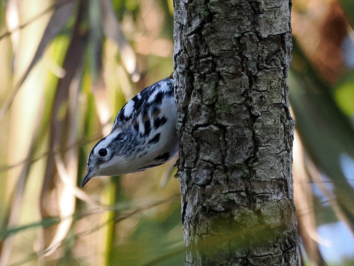 Black-and-white Warbler - ML645725895