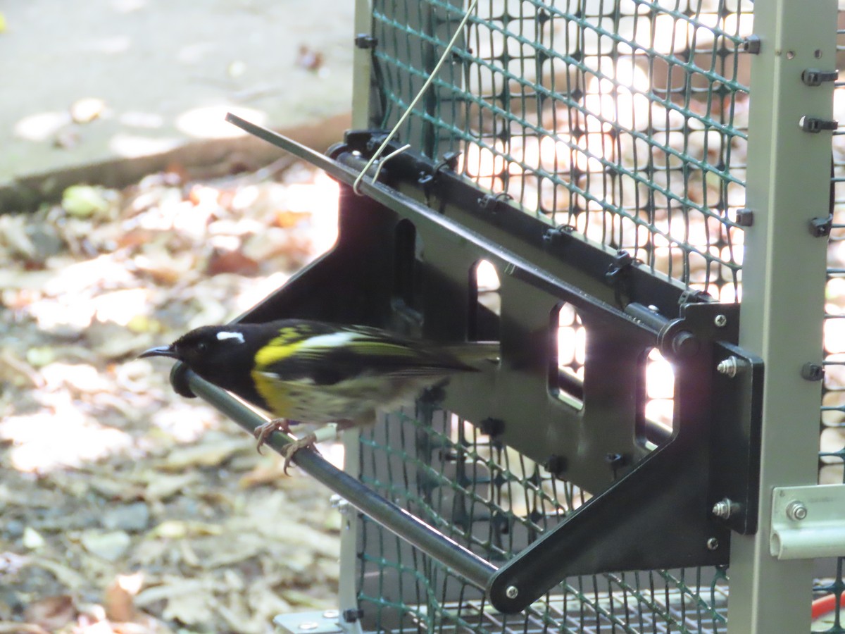 Stitchbird - ML645725896