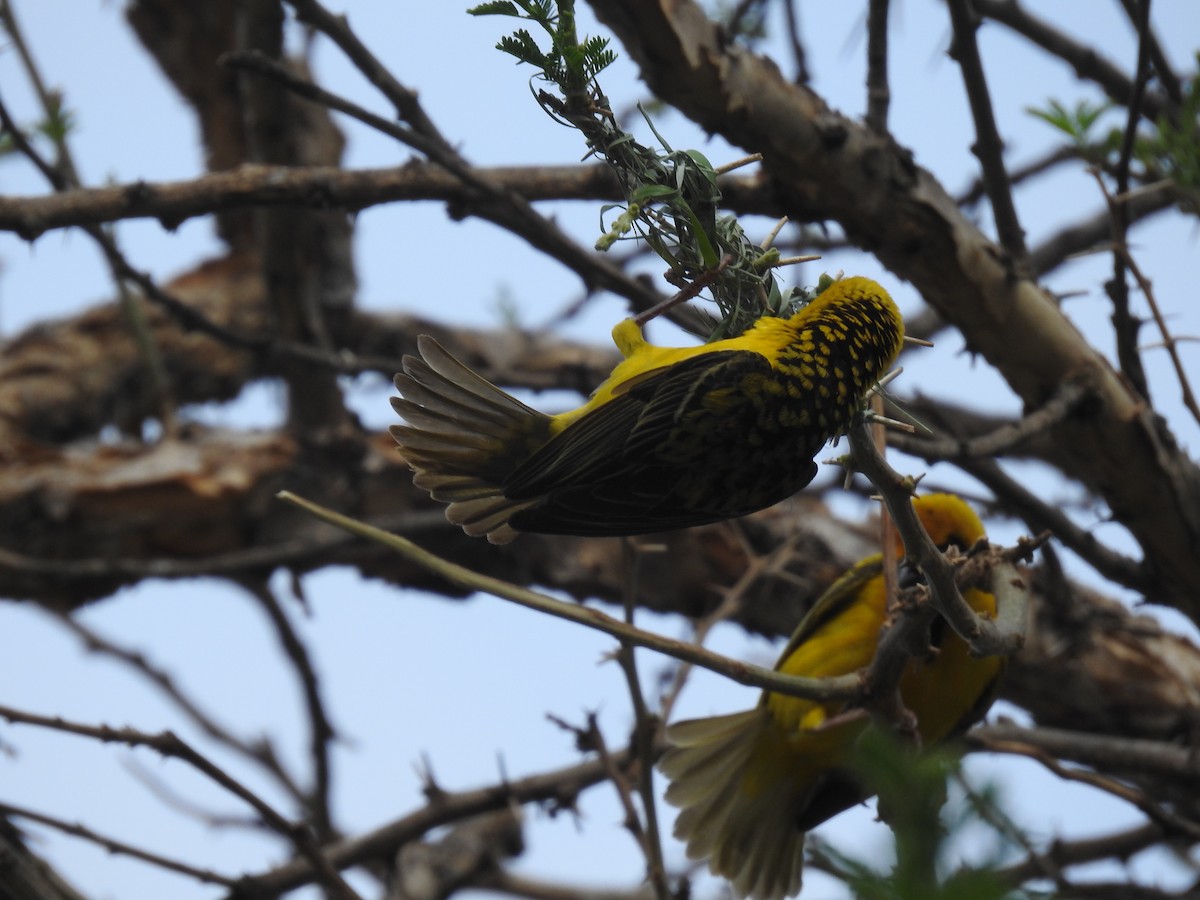 Village Weaver - ML645725897
