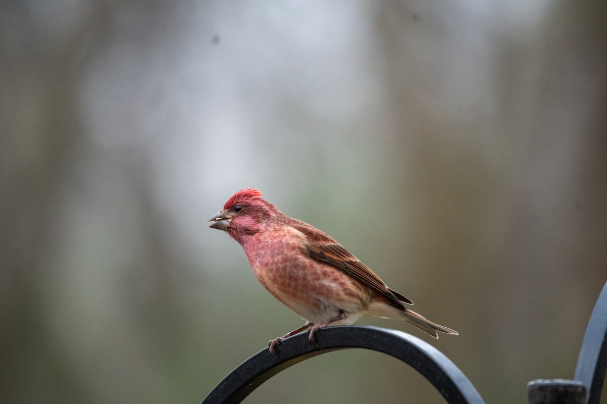Purple Finch - ML645725899