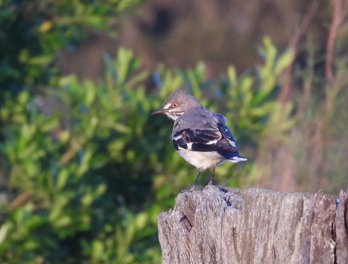 Gray Monjita - ML645725900