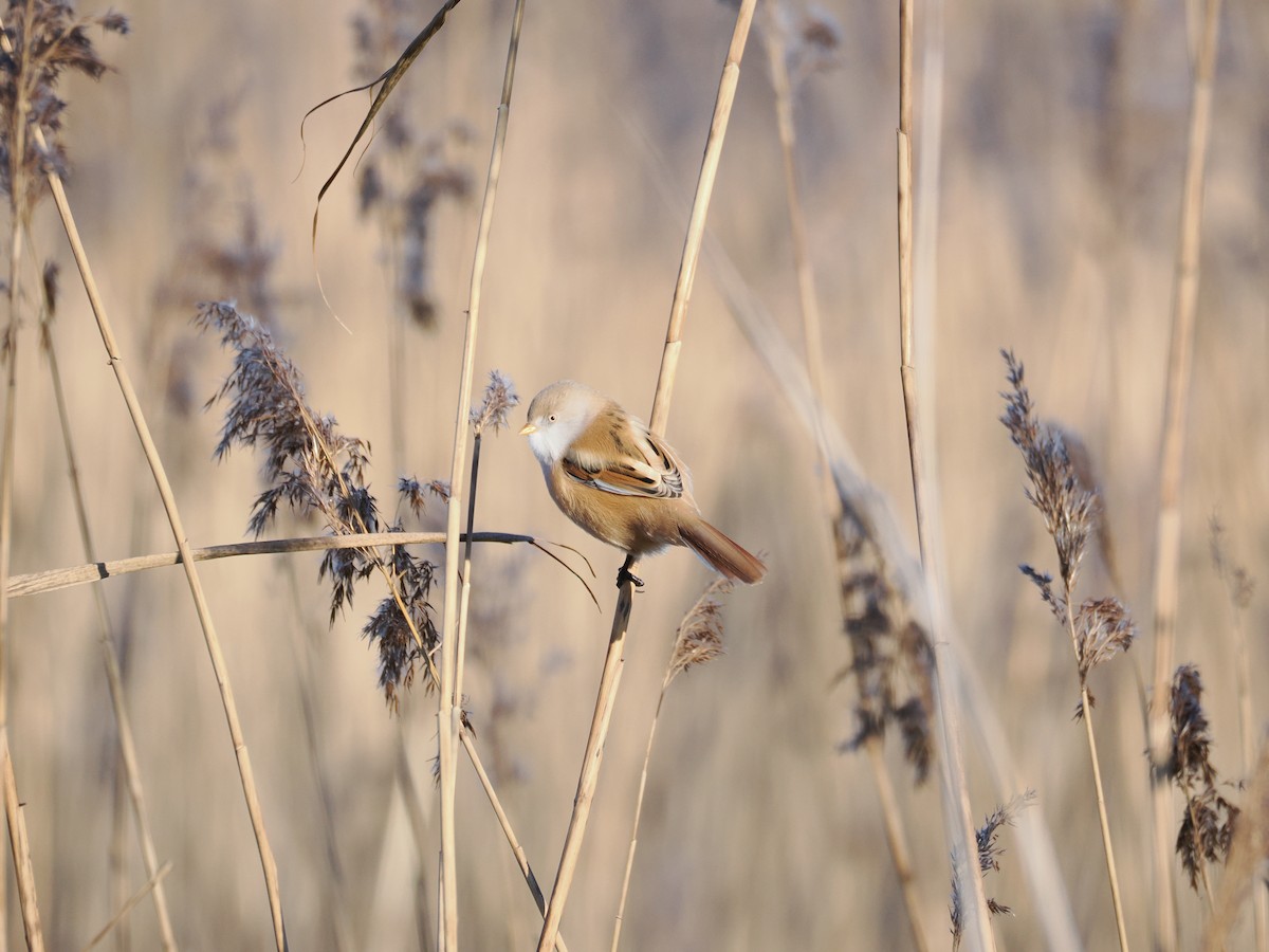 Bearded Reedling - ML645725901