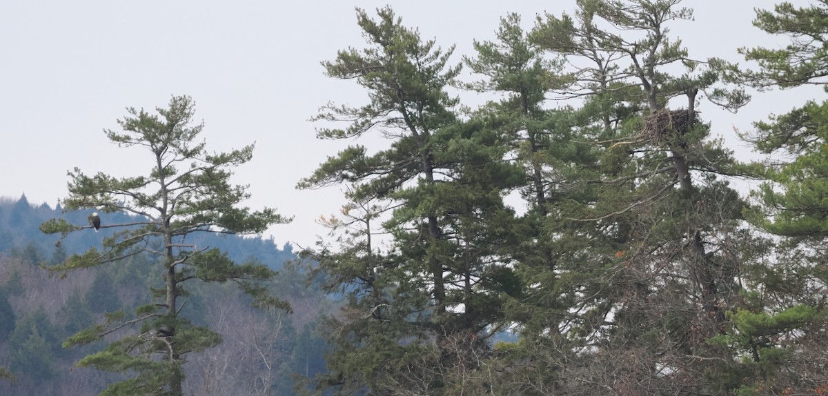 Bald Eagle - ML645725902