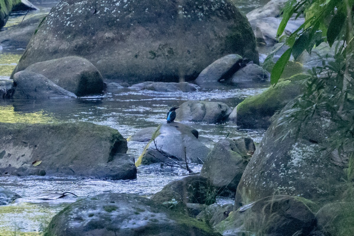 Blyth's Kingfisher - ML645725903