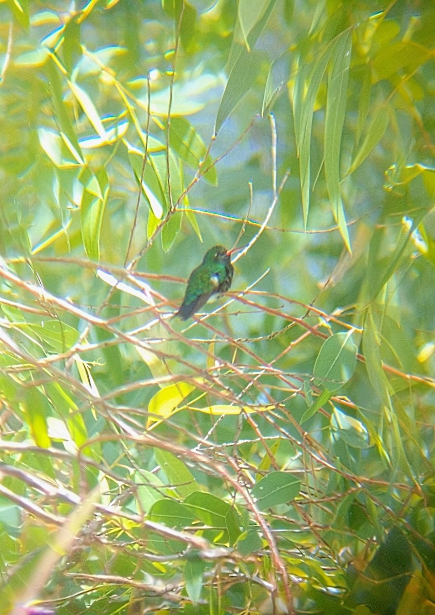 Gilded Hummingbird - ML645725904