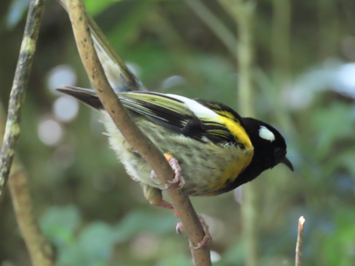 Stitchbird - ML645725905