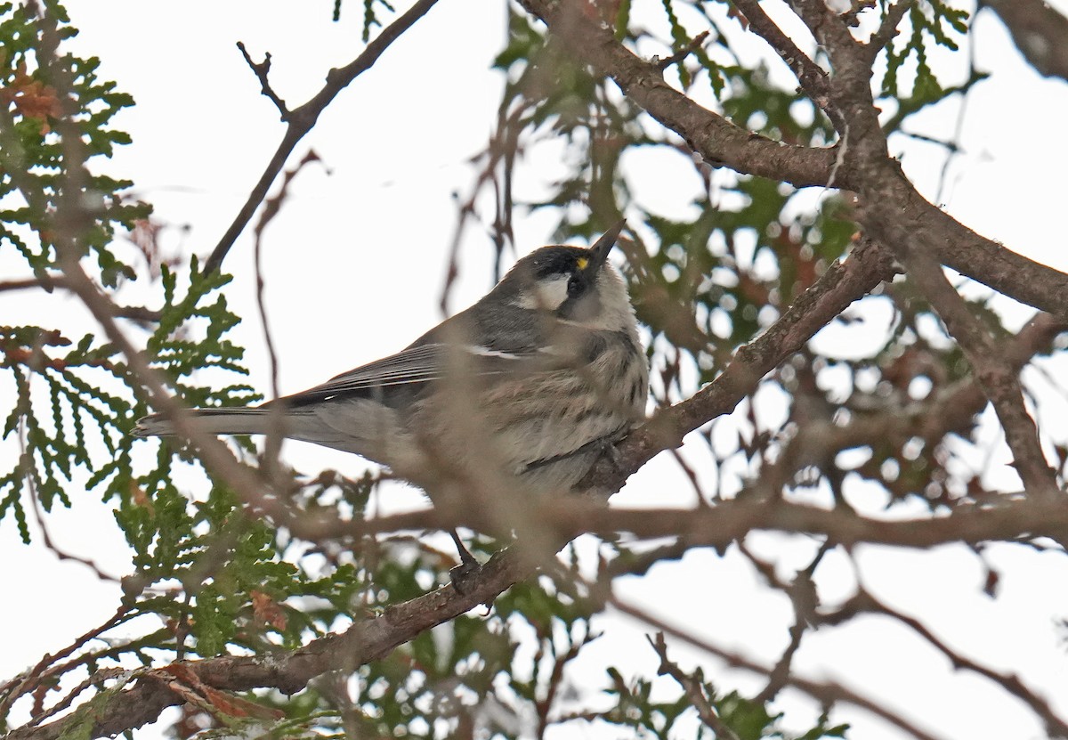 Black-throated Gray Warbler - ML645725906