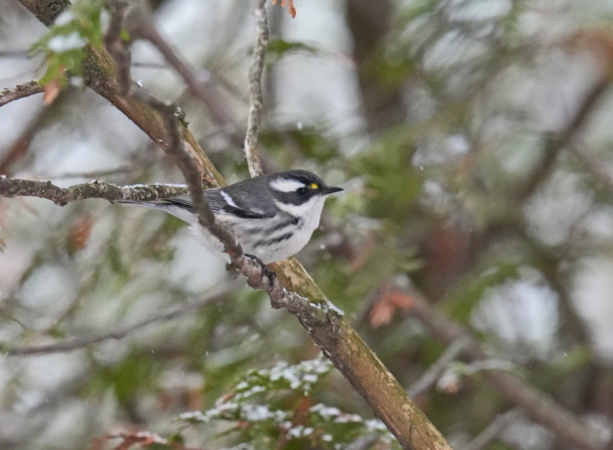 Black-throated Gray Warbler - ML645725907