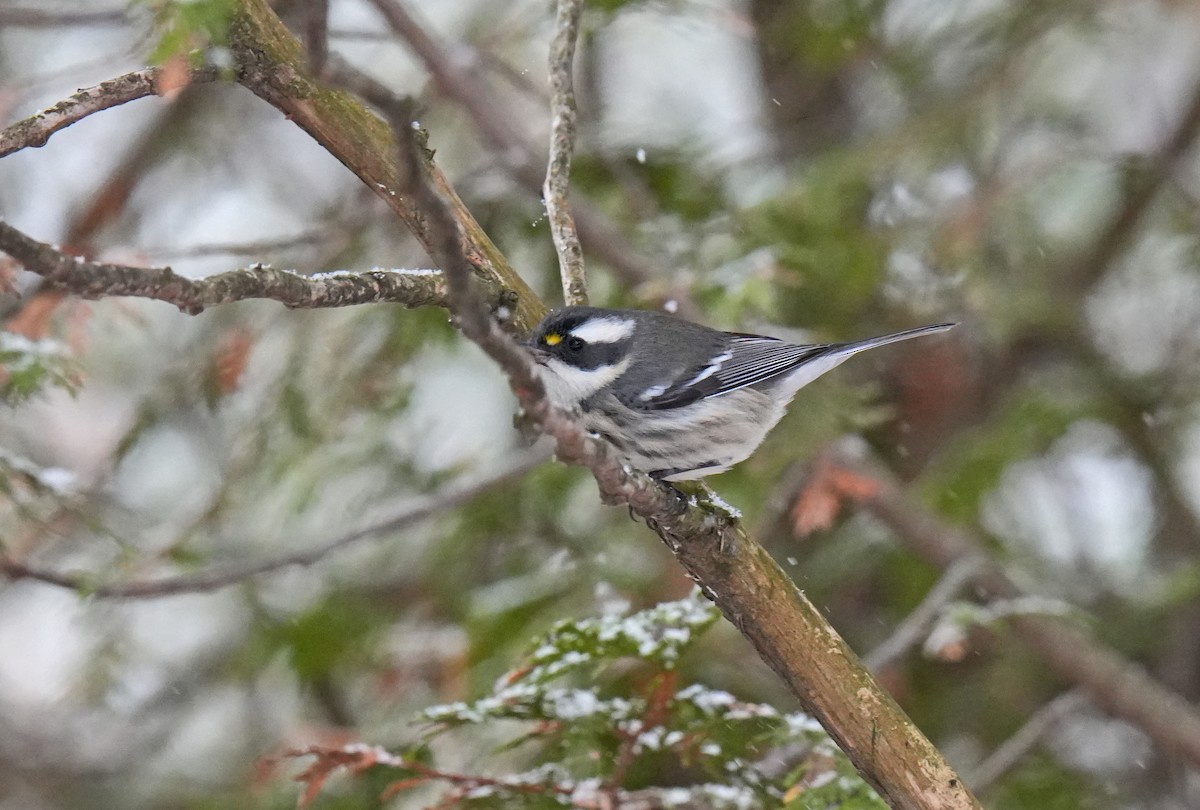 Black-throated Gray Warbler - ML645725908