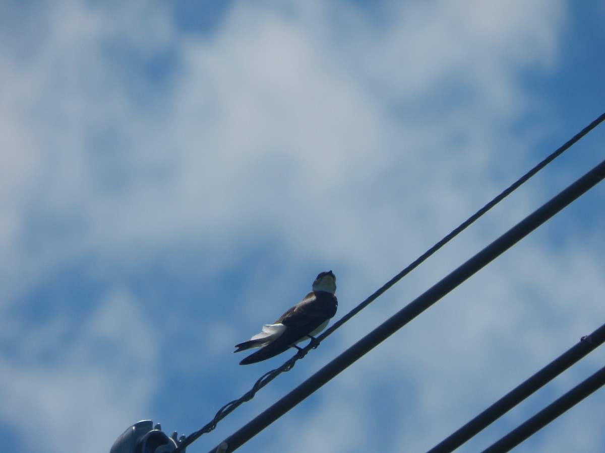 Brown-chested Martin - ML645725910