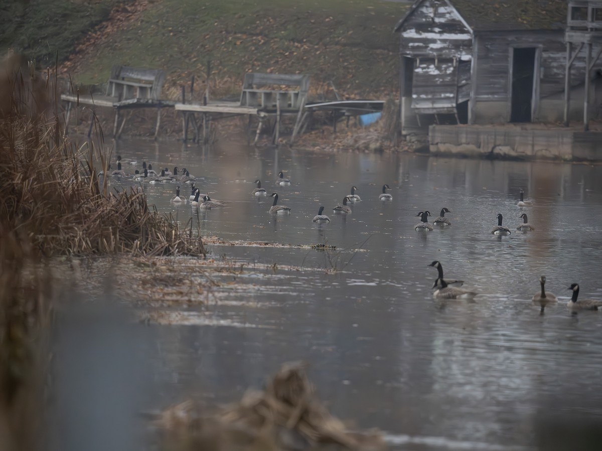 Canada Goose - ML645725911