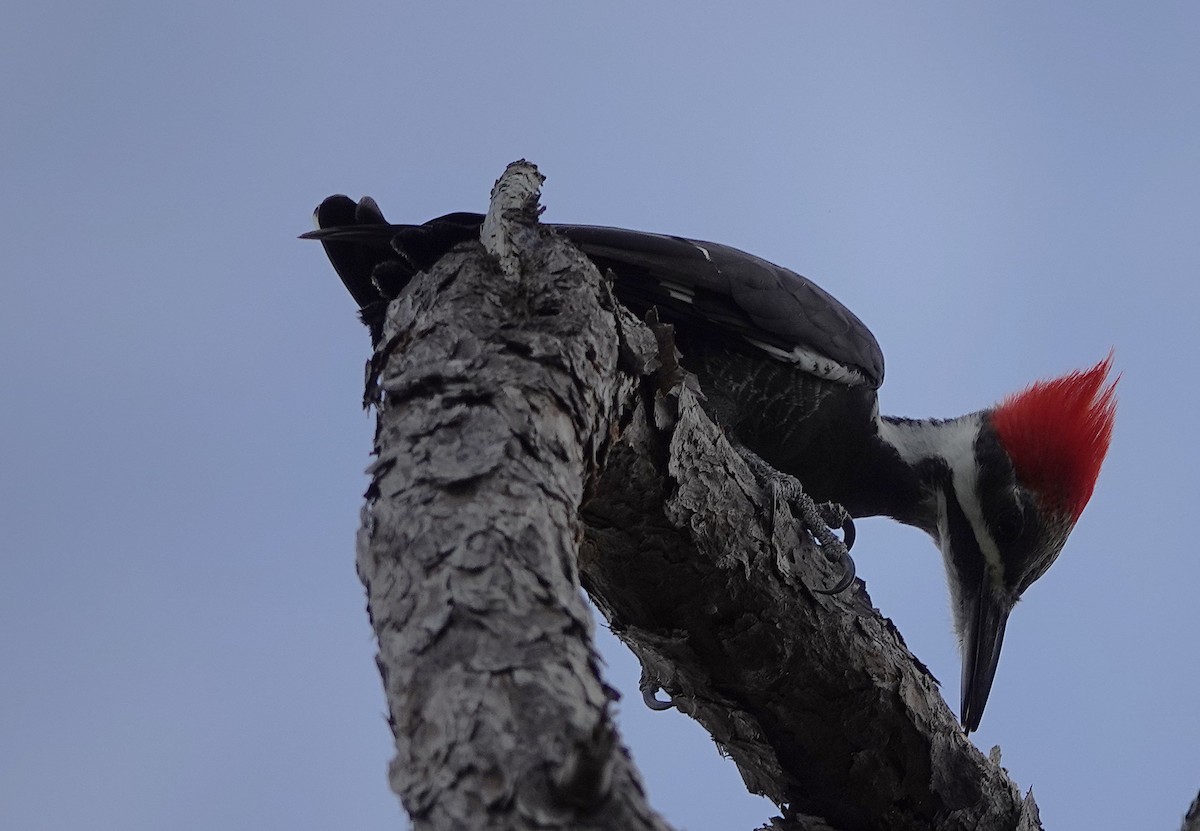 Pileated Woodpecker - ML645725912