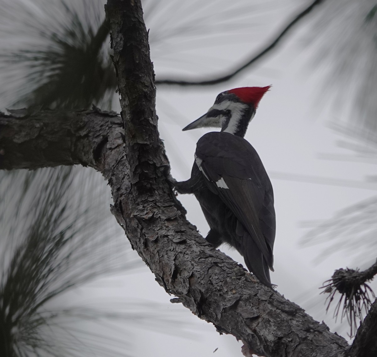 Pileated Woodpecker - ML645725913