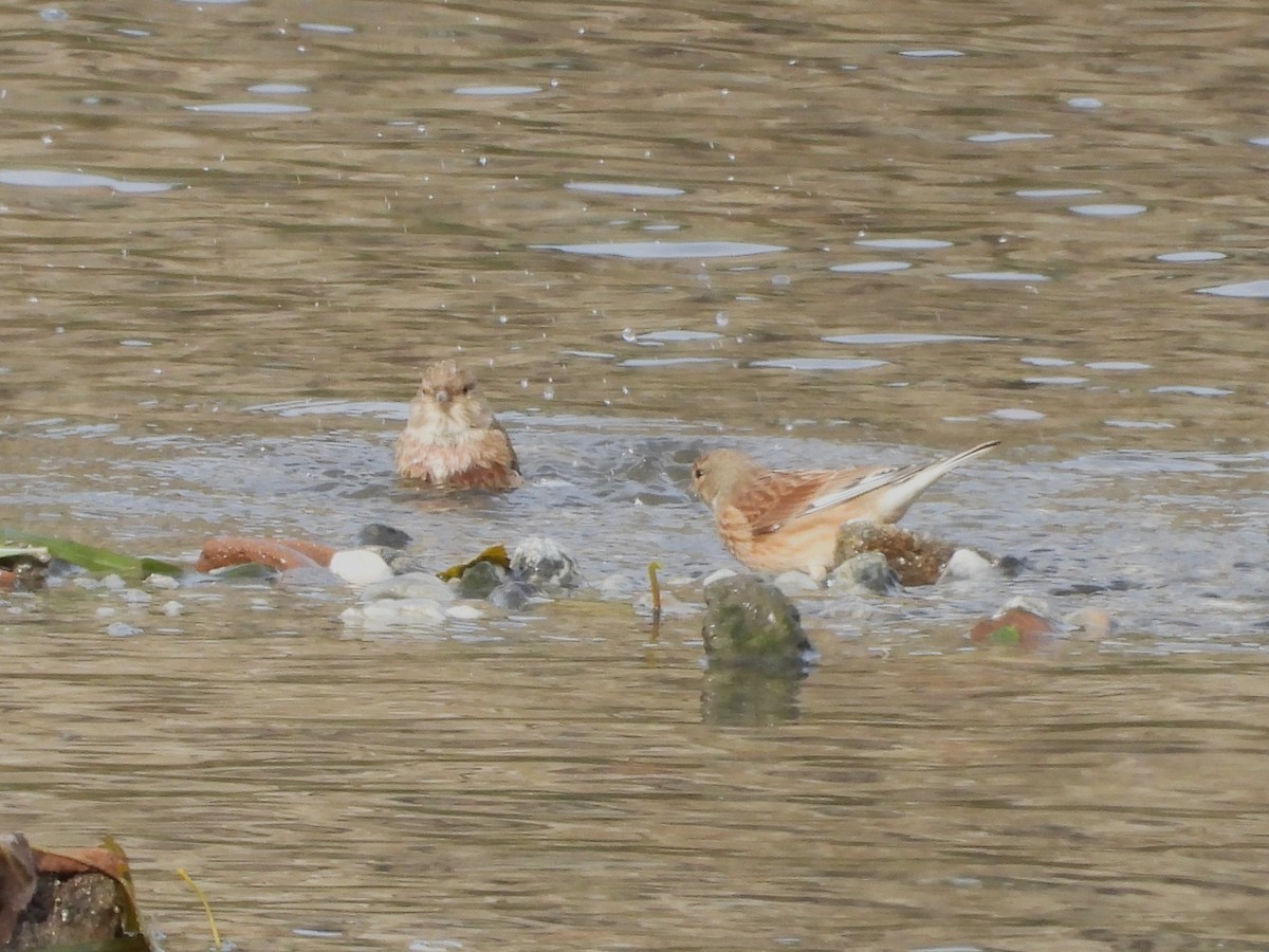 Eurasian Linnet - ML645725914