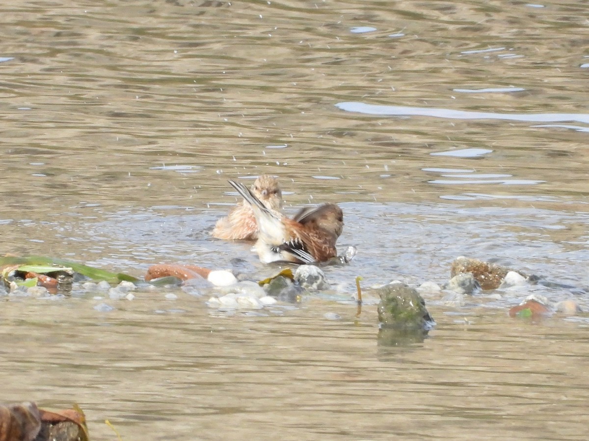 Eurasian Linnet - ML645725915