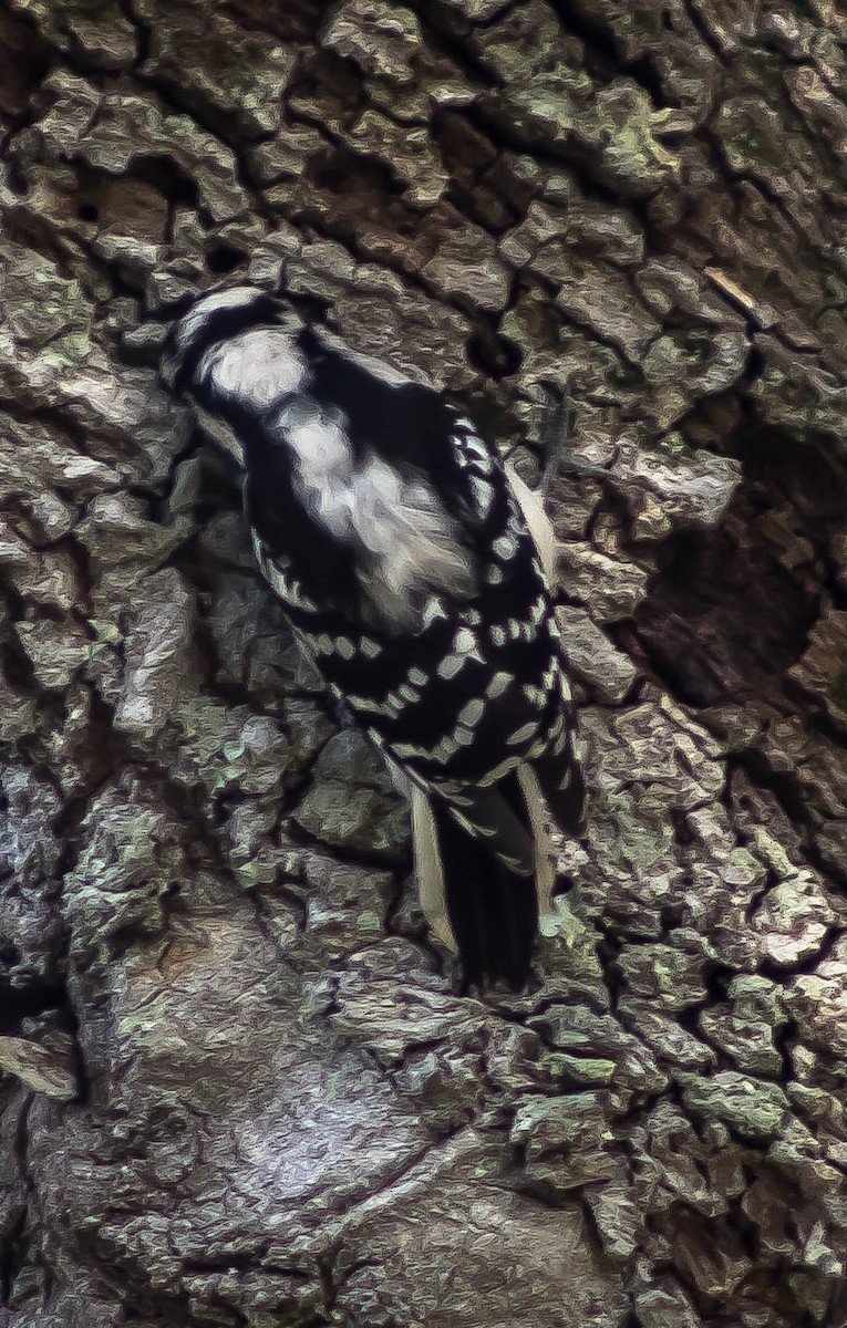 Downy Woodpecker - ML645725916